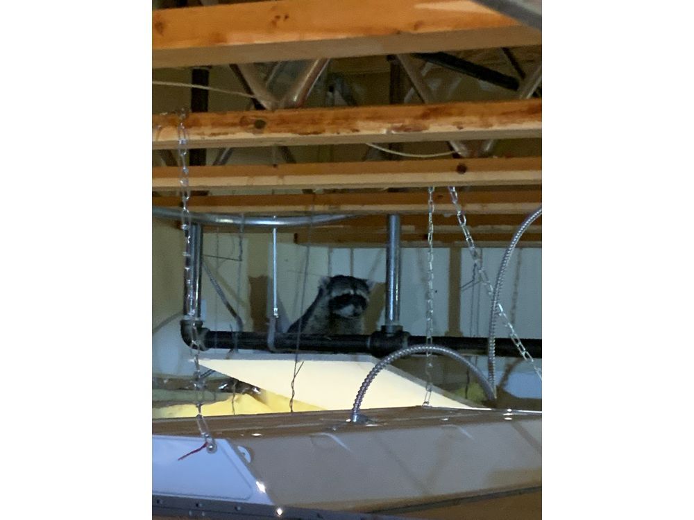 Studious raccoon shuts down South Kelowna, B.C., school for the day ...