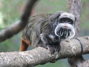 An emperor tamarin monkey is seen perched on a branch, in this undated image taken at an unidentified location, and released by the Dallas Zoo on Jan. 30, 2023.