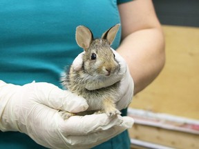 Baby cottontail rabbit being held by gloved hands. (Toronto Wildlife Centre/Facebook)