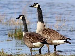 An image used by the City of Brampton in announcing a positive bird flu case.