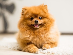 Happy pomeranian lying on a carpet. (Getty Images)