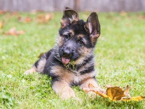 Young German Shepherd puppy lying on grass, tilting head tilt with tongue out.