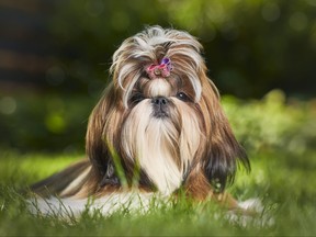 Shih Tzu with a purple and pink bow in its hair, looking sleepy and aloof. (Getty Images)