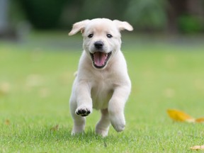 Happy puppy running across grass.