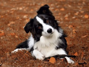 Black and white border collie on the brown ground holding a stick. (Getty Images)