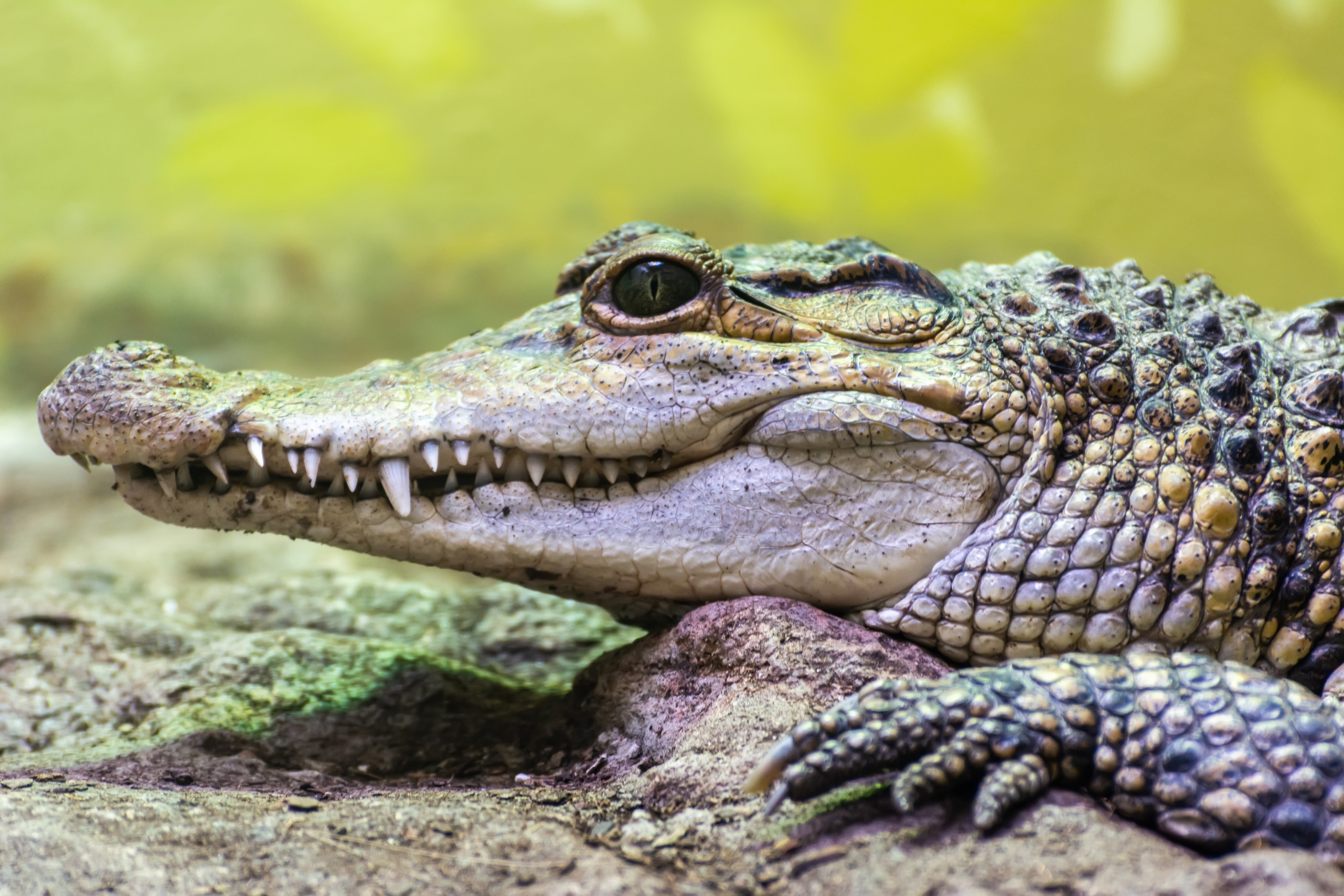 Thirsty crocodile steals South African picnic pals’ drink cooler