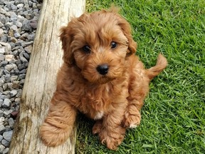 Red cavoodle puppy dog is sitting on the grass with one paw on log.