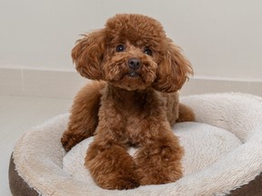 Brown toy poodle sitting on dog bed, looking prim and proper. (Getty Images)