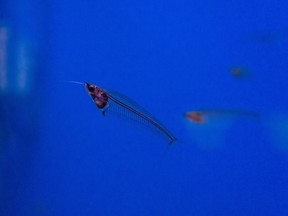 A transparent fish glass catfish is pictured in blue water in this file photo.