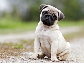 Pug puppy tilting head while sitting outside. (Getty Images)