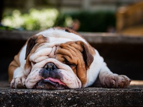 Lazy bulldog lying down with tongue hanging out of its mouth.