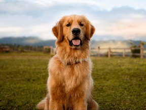 Golden retriever sitting down in a beautiful farm. (Getty Images)