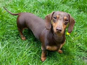 Brown miniature Dachshund standing in long grass looking up at camera. (Getty Images)