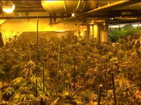 Cannabis grow room found by the Provincial Joint Forces Cannabis Enforcement Team on March 8, 2023.
