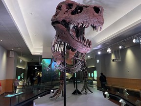 The skeleton of a Tyrannosaurus rex is displayed at the Field Museum of Natural History in this undated handout picture.