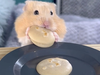 Who knew that some hamsters liked cookies? The Hamster Station/Twitter