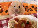 A hamster in Scotland eats pasta and other foods. The Hamster Station/Twitter