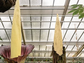 The Amorphophallus gigas ‘penis plants’ bloomed. Simone Both, Hortus botanicus Leiden.