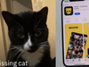 A pet owner went on a dating app to try to find a missing cat. Twitter