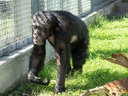Tonka the chimpanzee.