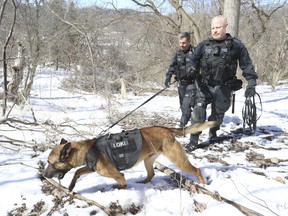 Const. Scott Aikman of the Toronto Police Dog Services Unit (PDS) with his general purpose dog Loki (right), a Belgian Malinois, heads back after tracking down Sgt. Scott Thrush in the training yard. Toronto's PDS is the largest municipal K-9 unit in Canada with 21 handlers and 37 dogs that respond to a myriad of calls throughout the city.