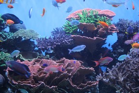 The Monterey Bay Aquarium offers nearly a dozen exhibits and is visually appealing. IAN SHANTZ/TORONTO SUN