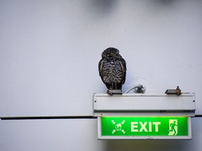 A burrowing owl perched on an exit sign of Royal Caribbean's Symphony of the Seas.