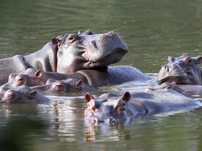 Hippos float in the lake at Hacienda Napoles Park, once the private estate of drug kingpin Pablo Escobar who imported three female hippos and one male decades ago in Puerto Triunfo, Colombia, Feb. 4, 2021.