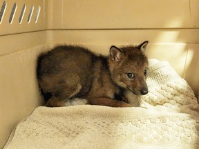 Frightened coyote inside a crate.