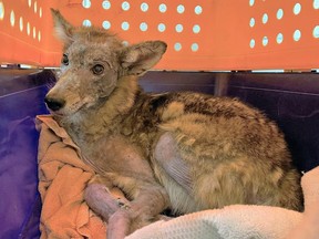 Cute coyote inside a crate.