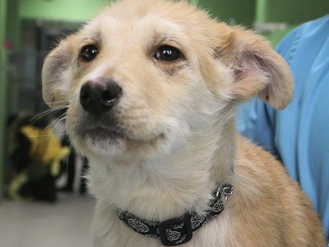 Before you surrender a pet, see what resources are out there Toronto Sun