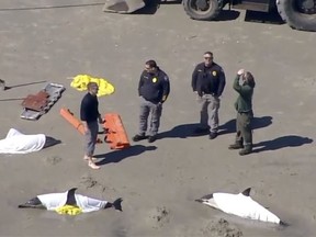 Crews of first responders attend to beached dolphins in Sea Isle, N.J. on Tuesday, March 21, 2023. Eight dolphins have died after they became stranded on the beach in New Jersey, marine animal welfare officials said. The Marine Mammal Stranding Center said on Facebook on Tuesday morning that a pod of eight dolphins known as "common dolphins" had become stranded in Sea Isle City and that staff and a veterinarian had responded with help from local officials. (WPVI via AP)