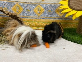 Bonded guinea pigs, Donald and Fabio, need a forever home.