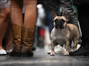 A French Bulldog stands with its handler on the final day of the Crufts dog show at the National Exhibition Centre in Birmingham, central England, on March 12, 2023.