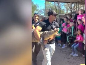 An alligator that was stolen 20 years ago has been returned to its Texas zoo.