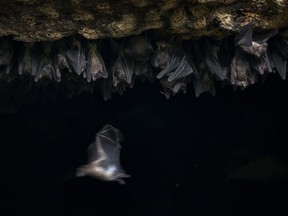 Bats congregate in Queen Elizabeth National Park on Aug. 24, 2018 as part of a research project to determine flight patterns and how they transmit Marburg virus to humans in Uganda.