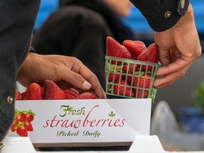 A shopper packs organic strawberries at a farmers market in San Francisco, California, US, on Thursday, June 2, 2022.