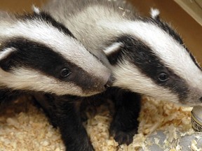 Two badger cubs are seen in the Szeged Game Park in Szeged, south of Budapest, Hungary, on April 12, 2006.