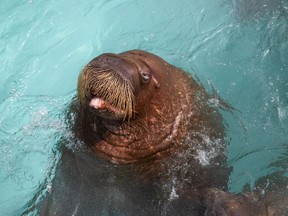 Boris the walrus is shown in a handout photo from the Quebec Aquarium.