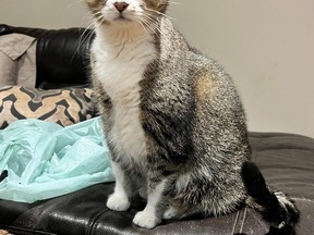 Paisley the cat is now up for adoption after she was found dumped in a pet carrier in Burlington during a snow storm on Monday, Feb. 27, 2023.