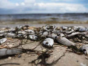 In this file photo taken on Aug. 1,2018, fish are seen washed ashore the Sanibel causeway after dying in a red tide in Sanibel, Fla.