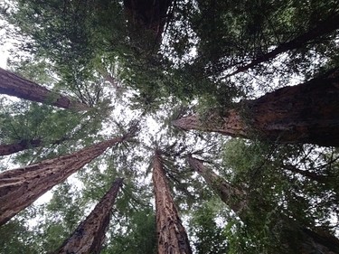 The redwoods are in abundance in Big Sur. SARA SHANTZ PHOTO