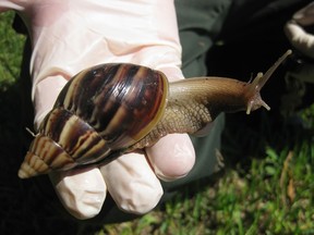 This handout image provided February 6, 2012 by the Florida Department of Agriculture Division of Plant Industry taken September 9, 2011, shows a Giant Africa Land Snail.
