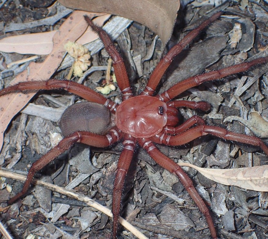 Terrifying new species of spider 'like a tarantula' discovered that can  live for decades - Mirror Online