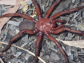 A new species of Trapdoor Spider, named Euoplos dignitas, has been found in Australia.