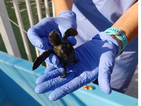 Turtle Hospital manager Bette Zirkelbach holds a baby sea turtle at the facility in Marathon, Fla. (Dave Pollard/Toronto Sun)