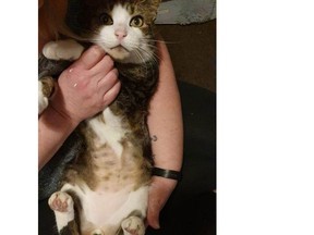 A cat that was shaved by an unknown person in the county of Kent in England. MUST CREDIT: Animals Lost and Found in Kent