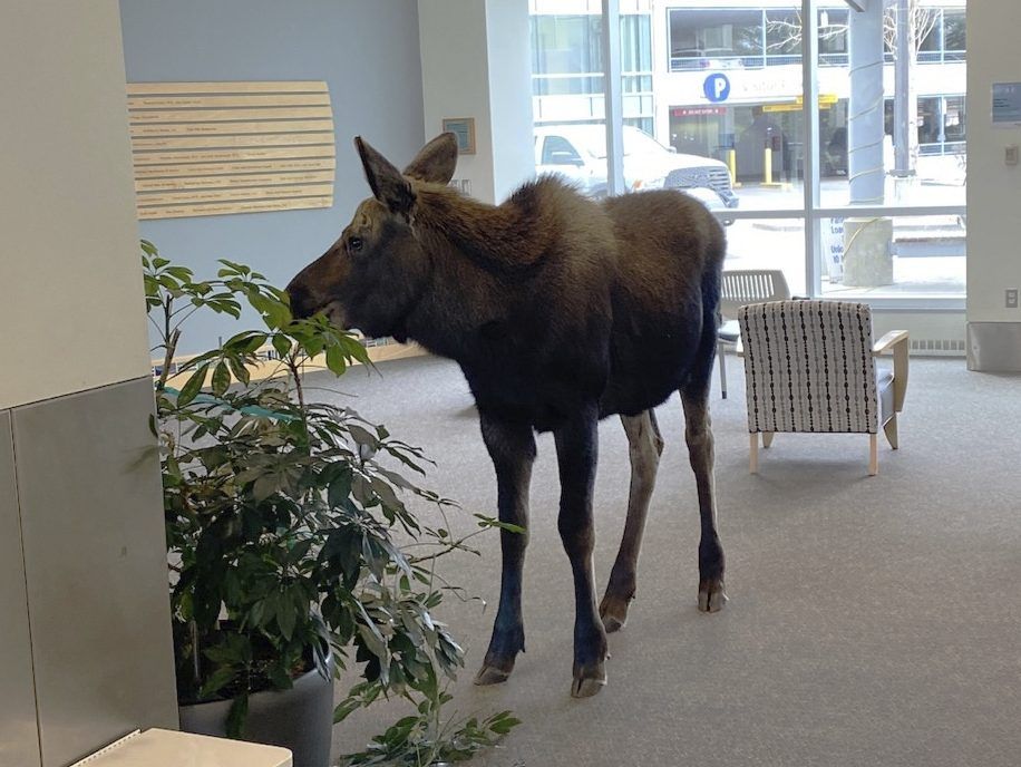 Moose feasts on lobby plants in Alaska hospital building | Toronto Sun