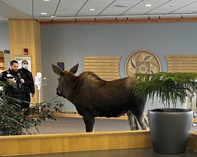 In this Thursday, April 6, 2023, image provided by Providence Alaska, a moose stands inside a Providence Alaska Health Park medical building in Anchorage, Alaska. (Providence Alaska via AP)