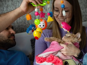 A young couple on the bed hugs their cat wrapped in a baby blanket and plays with her with a baby rattle.
